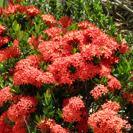 Dwarf Red Ixora Flower Plant - 2ft tall