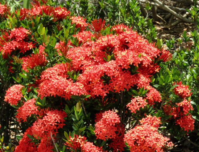 Dwarf Red Ixora Flower Plant - 2ft tall
