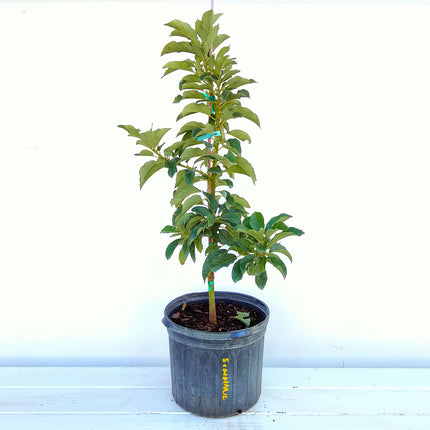 Grafted Simmond Avocado Tree