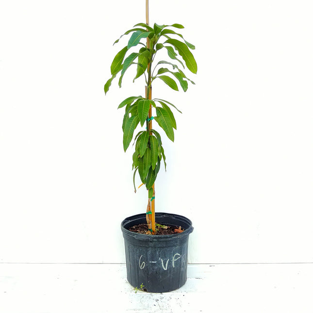 Grafted Valencia Pride Mango Tree