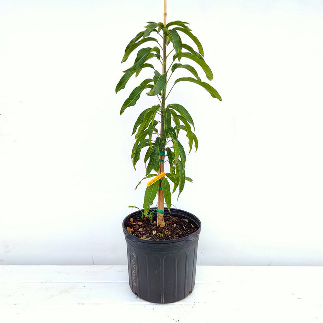 Grafted Venus Mango Tree