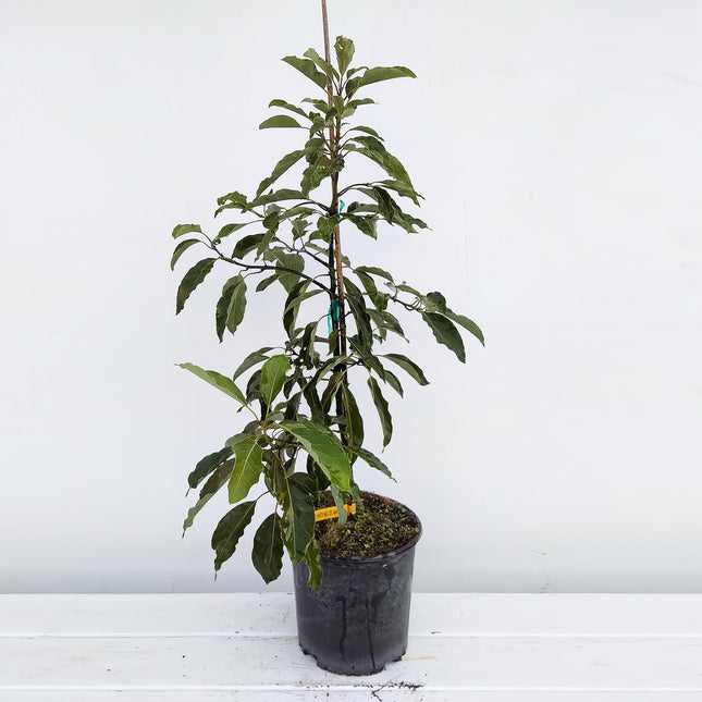 Grafted Winter Mexico Avocado Tree