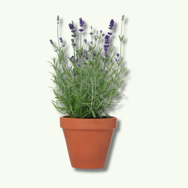 Banner image for: <h2>Ornamental Plants</h2>